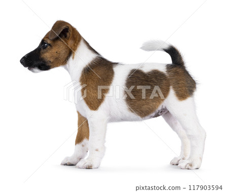 Smooth fox terrier dog puppy on white background Smooth fox terrier dog puppy on white background 117903594