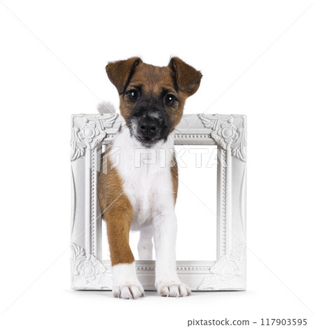 Smooth fox terrier dog puppy on white background Smooth fox terrier dog puppy on white background 117903595
