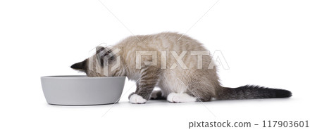 House cat on white background 117903601