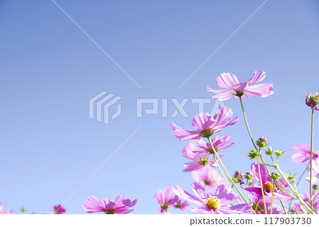 Autumn cherry blossoms Autumn cherry blossoms 117903730