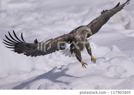 漂流冰上的白尾鷹 117903805
