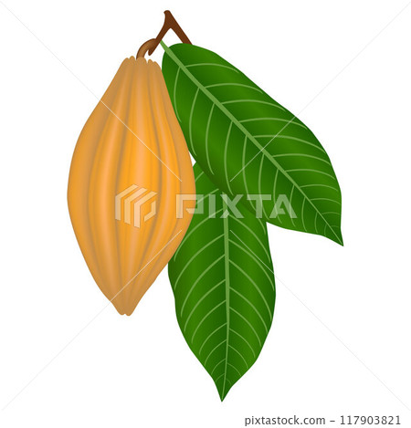 Cocoa fruit on a branch with leaves. 117903821
