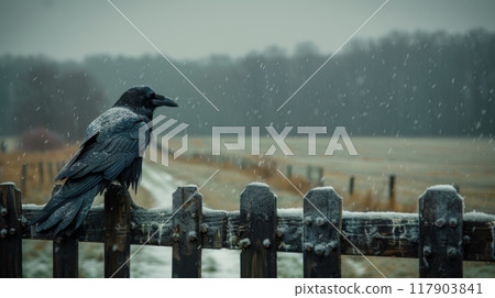 A raven sits on a fence on a gloomy winter day against a stormy sky. 117903841