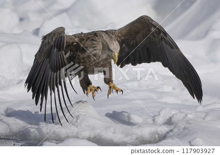 漂流冰上的白尾鷹 117903927