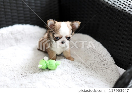 Chihuahua puppy 2 months old 117903947