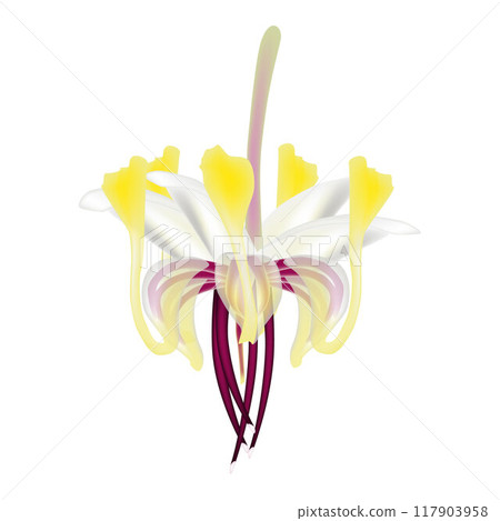Cocoa flower isolated on white background. 117903958