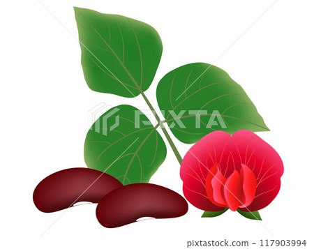 Ripe beans, flower and leaves, isolated on white background. 117903994