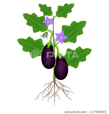 Eggplant plant, illustration on white background. Eggplant plant, illustration on white background. 117904043