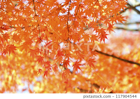 秋天的景色 秋天的景色 117904544