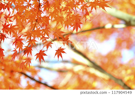 秋天的景色 秋天的景色 117904549