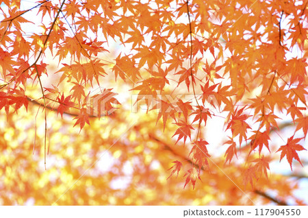 秋天的景色 秋天的景色 117904550