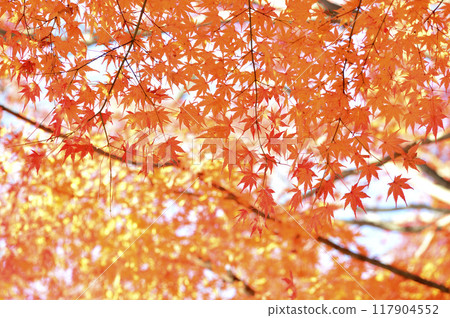 秋天的景色 秋天的景色 117904552
