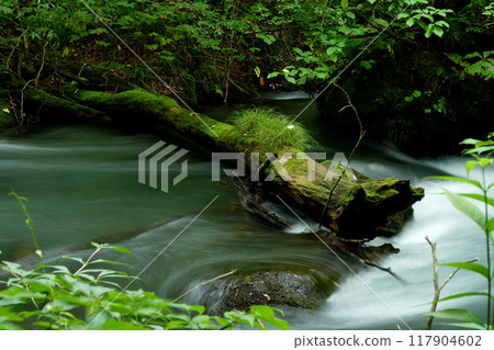 Driftwood in Ishigedo Rapids of the Oirase Stream Driftwood in Ishigedo Rapids of the Oirase Stream 117904602