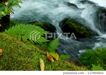 Moss and ferns in the Ishigedo rapids of the Oirase Gorge Moss and ferns in the Ishigedo rapids of the Oirase Gorge 117904603