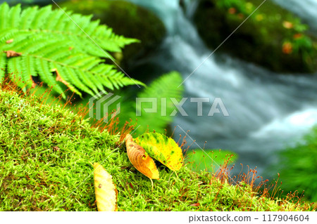 Moss and fallen leaves on the Ishigedo rapids of the Oirase Gorge Moss and fallen leaves on the Ishigedo rapids of the Oirase Gorge 117904604