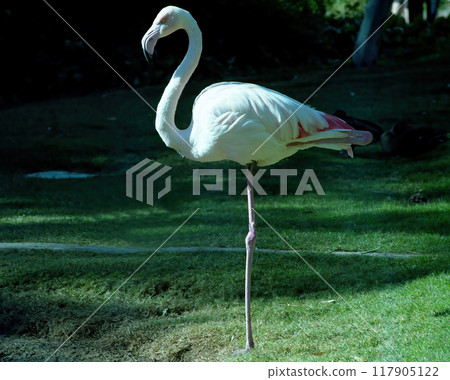 Single white flamingo taken on film 117905122