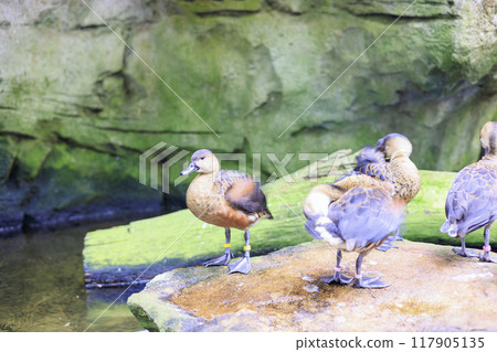 鴨科鳥類梳理身體 117905135