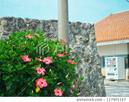 Hibiscus blooming at the parking lot of Cape Maeda, Onna Village, Okinawa Prefecture 117905167