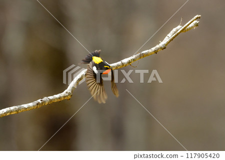 The beautiful yellow and black bird, the Narcissus flycatcher, can be found in the highlands and mountain forests from early summer to summer. The beautiful yellow and black bird, the Narcissus flycatcher, can be found in the highlands and mountain forests from early summer to summer. 117905420