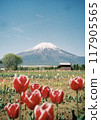 紅色鬱金香和白雪皚皚的富士山 117905565