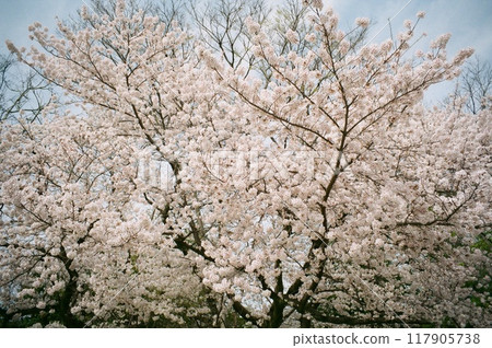 用底片相機拍攝的淡櫻花 117905738