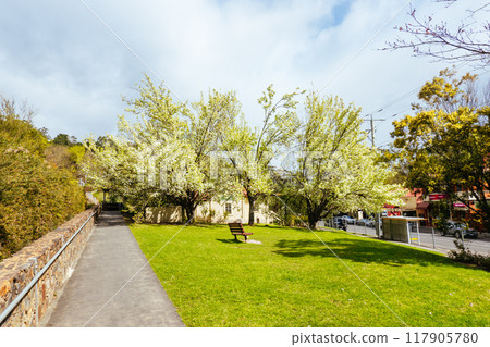 Spring Blossom in Warburton Australia Spring Blossom in Warburton Australia 117905780