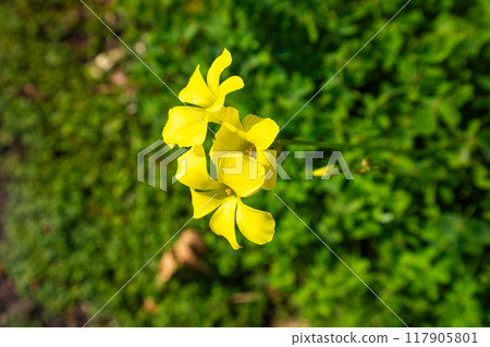 酢漿草 酢漿草盛開,呈現亮黃色 酢漿草 酢漿草盛開,呈現亮黃色 117905801