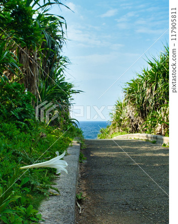 Cape Maeda, Onna Village, Okinawa Prefecture: Promenade during the lily blooming season 117905811