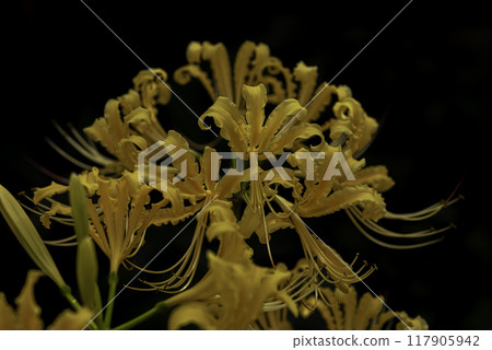 Yellow spider lilies blooming at Enshoji Temple in Kakogawa City, Hyogo Prefecture Yellow spider lilies blooming at Enshoji Temple in Kakogawa City, Hyogo Prefecture 117905942