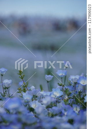 Blue nemophila flowers Blue nemophila flowers 117906023