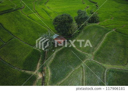 Aerial view Rice fields and dark green trees in the rainy season Aerial view Rice fields and dark green trees in the rainy season 117906181