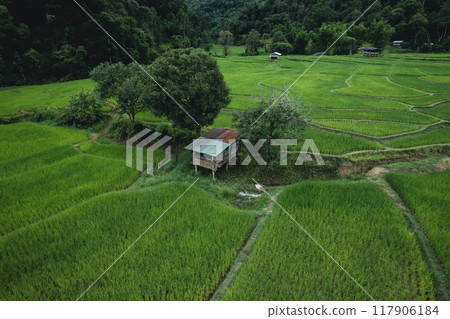 Aerial view Rice fields and dark green trees in the rainy season Aerial view Rice fields and dark green trees in the rainy season 117906184