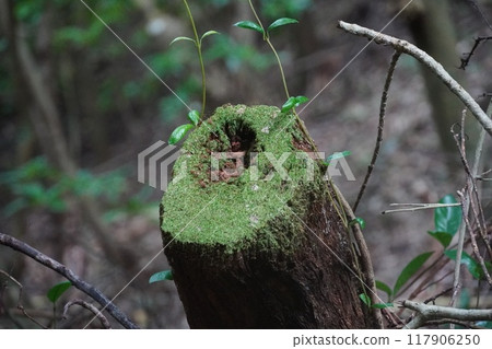 新芽已經出現 新芽已經出現 117906250