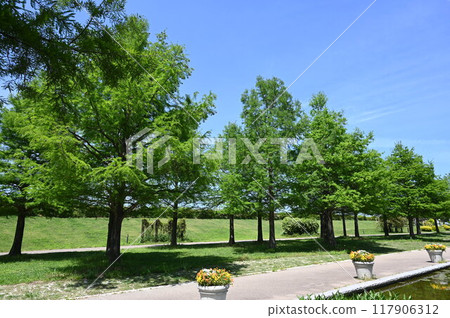 清新的綠色植物和綠樹成蔭的大道 117906312
