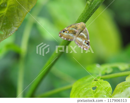 Bekko Hagoromo 117906313