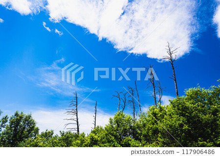 Dead pine tree in the mountains 117906486