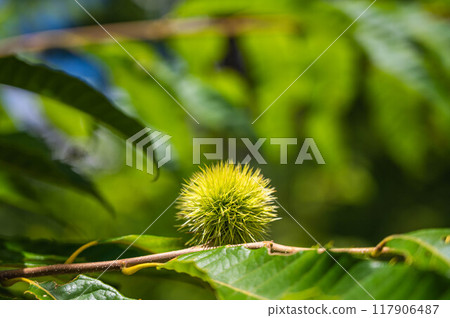 Chestnut fruit Igaguri Chestnut fruit Igaguri 117906487