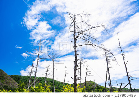 Blue sky and dead trees 117906489