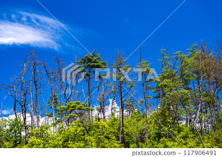 Dead pine tree in the mountains 117906491