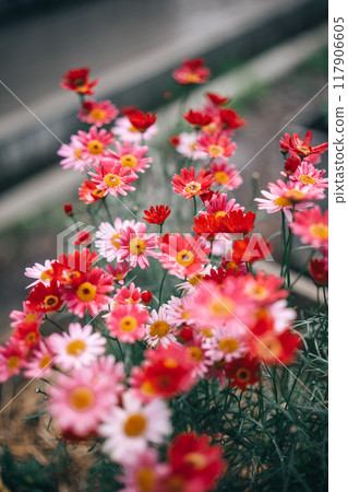 daisies blooming in the midday sun daisies blooming in the midday sun 117906605