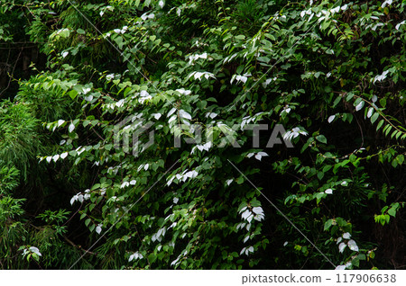 Matatabi's white leaves Matatabi's white leaves 117906638