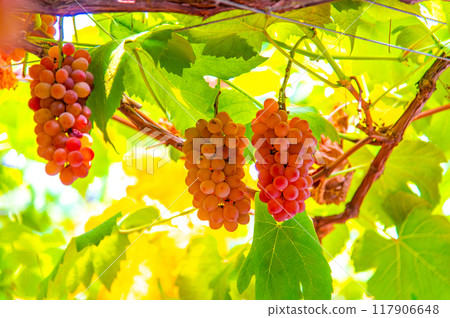 Full of ripe grapes Full of ripe grapes 117906648