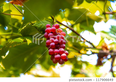 Full of ripe grapes 117906649