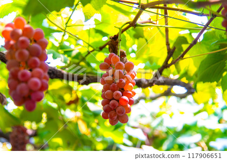 成熟的漿果果實 117906651