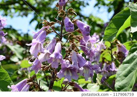 Flower of deciduous broadleaf tree of paulownia (Scrophulariaceae) Flower of deciduous broadleaf tree of paulownia (Scrophulariaceae) 117906759
