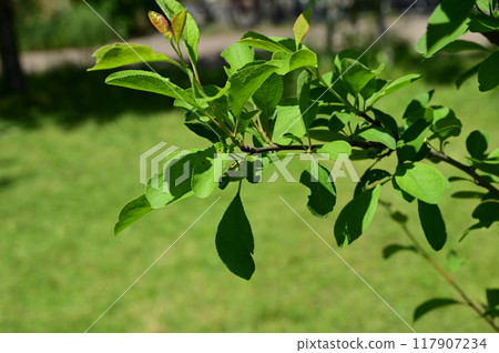 鮮綠的李子和桃子（薔薇科） 117907234
