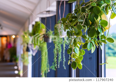 懸掛觀葉植物 117907240