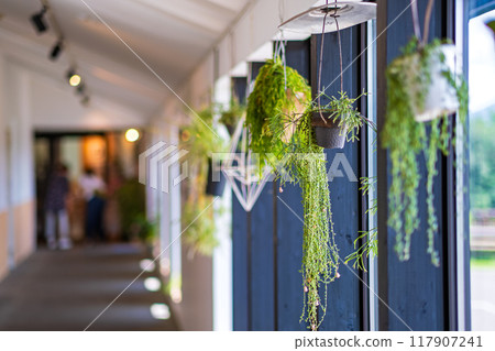 懸掛觀葉植物 117907241