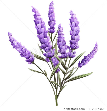 Lavender 117907365