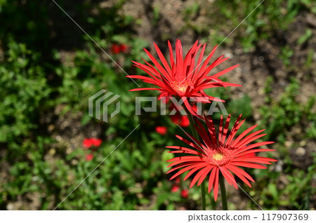 Gerbera (Opal) Asteraceae flower 117907369